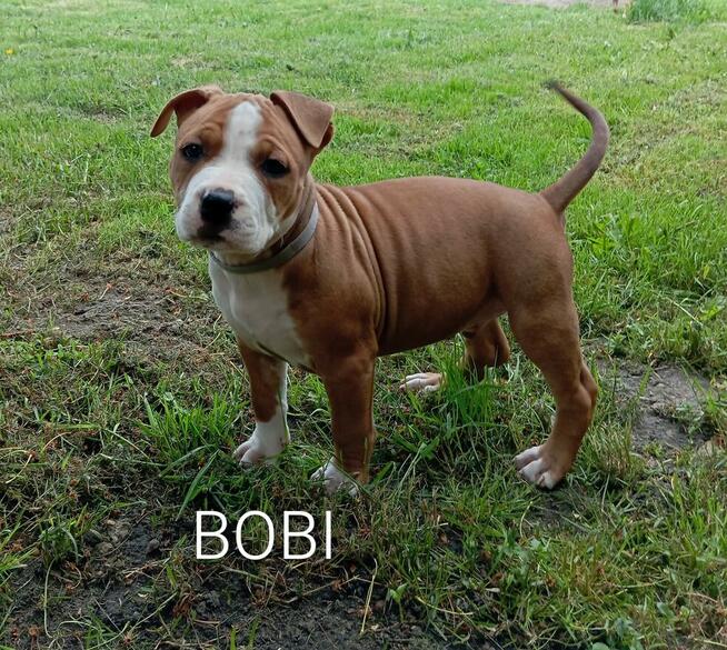 American Staffordshire Terrier