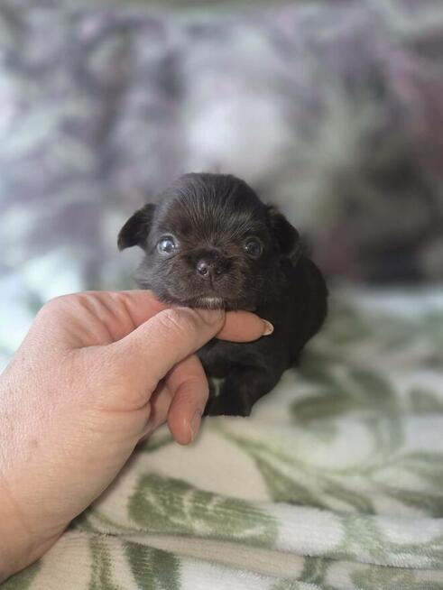 Chihuahua