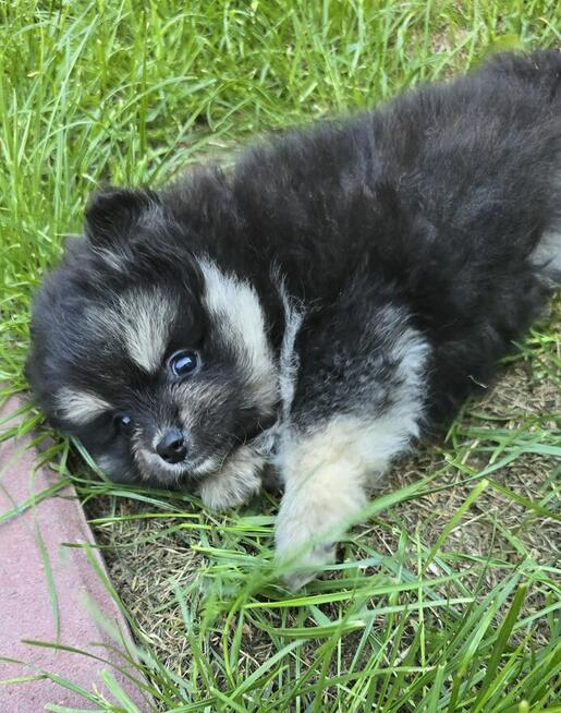 Szpic miniaturowy ,pomeranian piesek blac tan