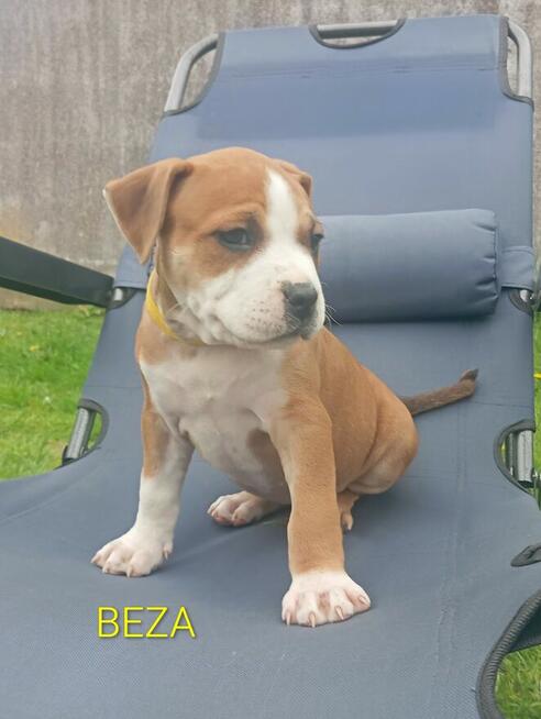 American Staffordshire Terrier