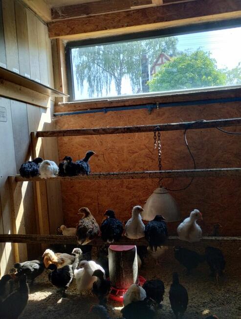 kurczki australorp i marans 4-miesieczne