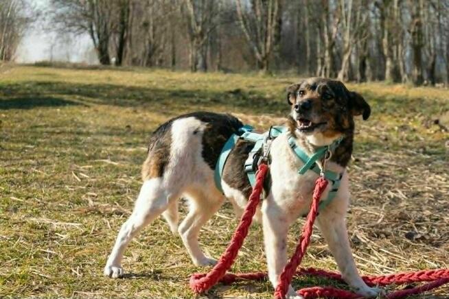 Urocza, kochająca człowieka LOLA szuka domu !!