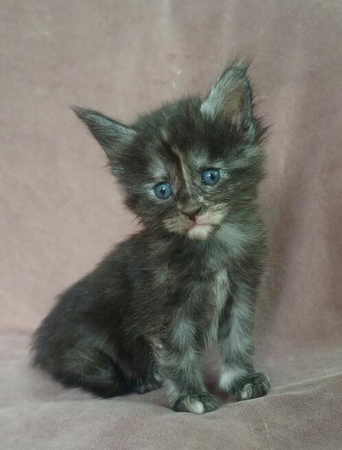 Maine Coon kotka fpl