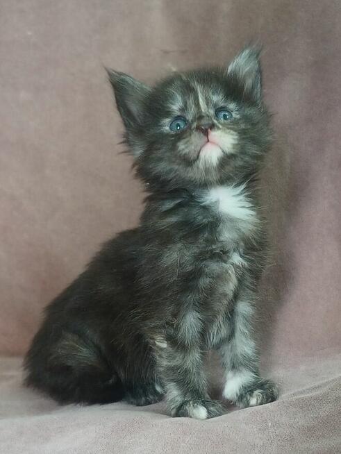 Maine Coon kotka fpl