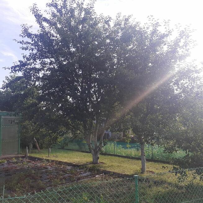 Działka ROD ZORZA w Ziemnicach k/Legnicy (PILNE)