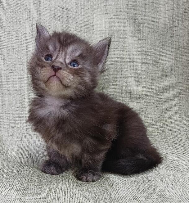 Maine Coon kocurek fpl