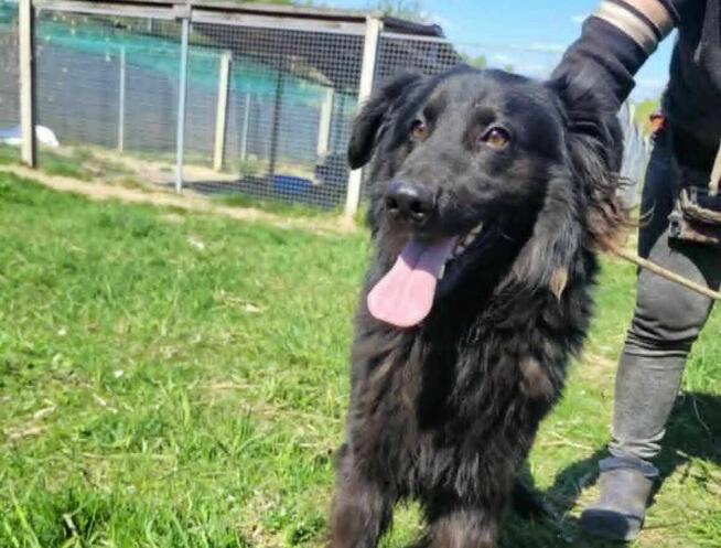 Młody MANGO w typie flat coated retrievera szuka domu !!