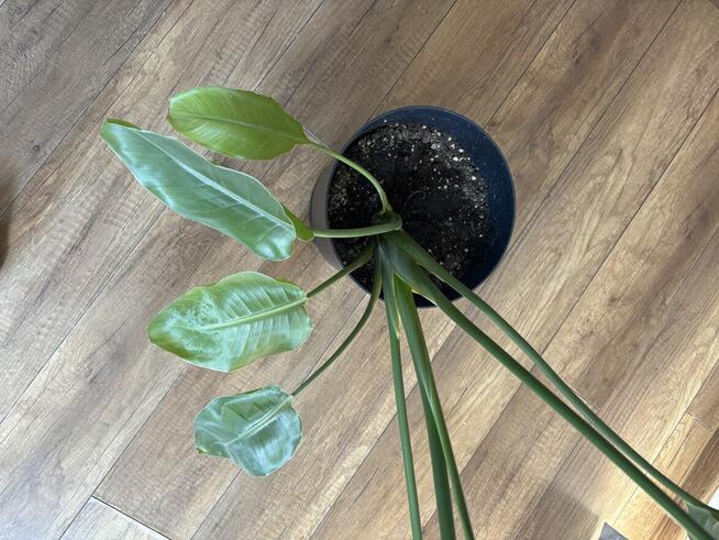Strelicja Kwiat 92 cm