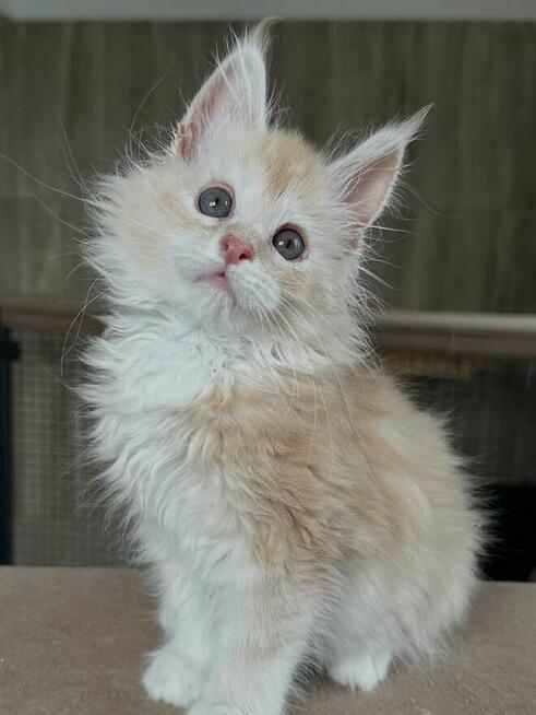Urocze kocięta rasy Maine Coon szukają nowego domu.