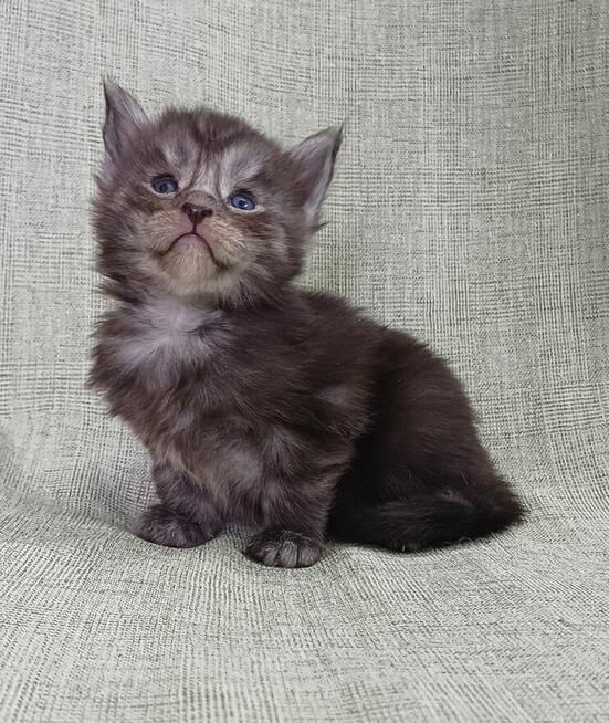 Maine Coon kocurek fpl