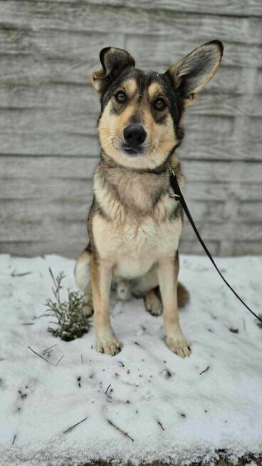 Cudny FRED w typie wilczaka szuka domu !!