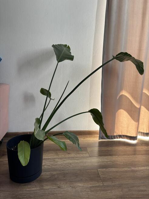 Strelicja Kwiat 92 cm