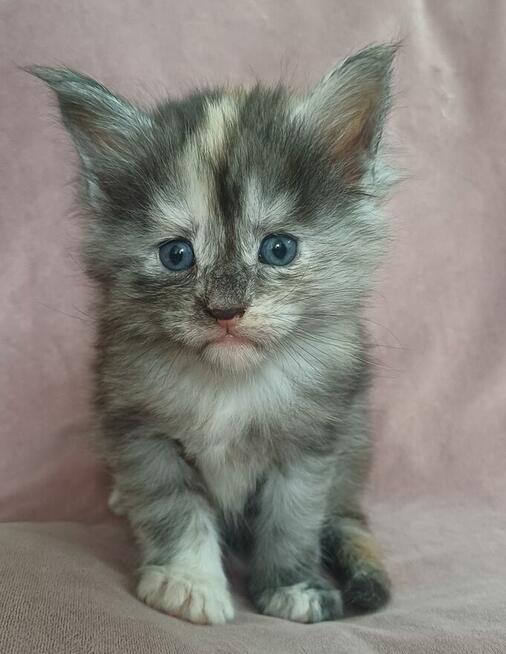 Maine Coon kotkafpl