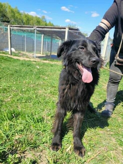 Młody MANGO w typie flat coated retrievera szuka domu !!