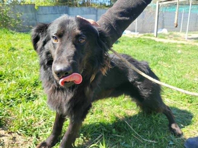 Młody MANGO w typie flat coated retrievera szuka domu !!