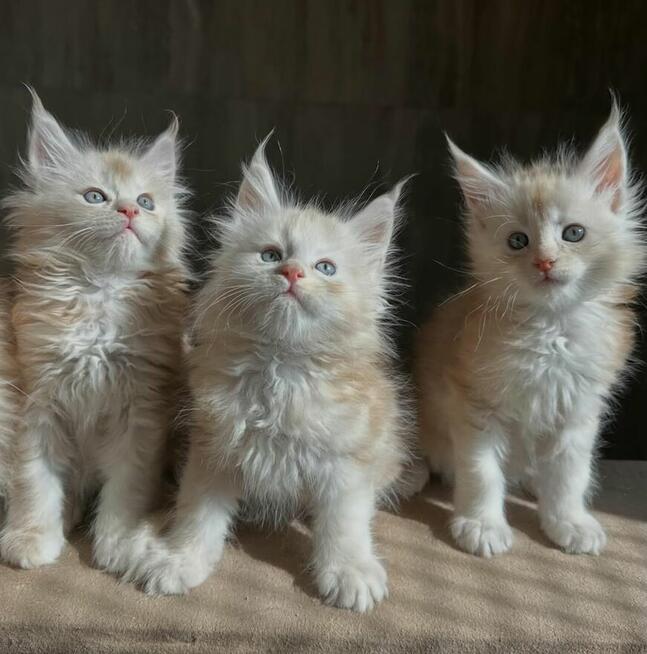 Urocze kocięta rasy Maine Coon szukają nowego domu.