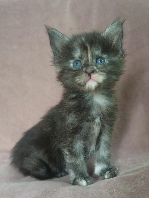 Maine Coon kotka fpl