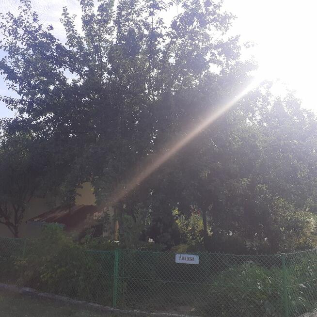 Działka ROD ZORZA w Ziemnicach k/Legnicy (PILNE)