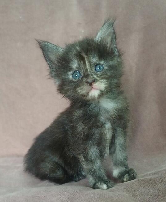 Maine Coon kotka fpl