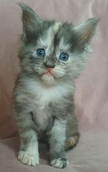 Maine Coon kotkafpl