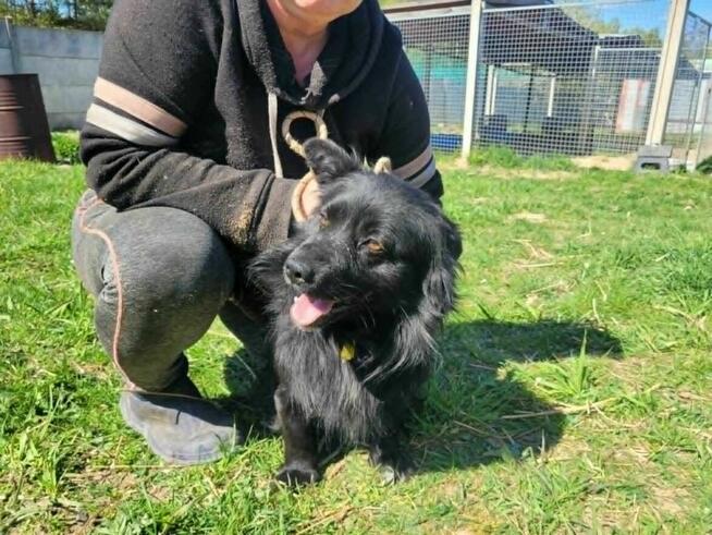 Mały, pozytywny SPAJKI szuka kochającego domu !! Do adopcji !!