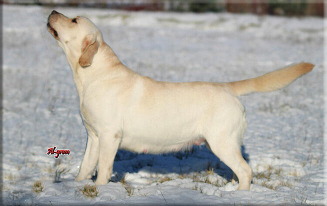 Labrador Retriever dorosła suka ZKwP/FCI