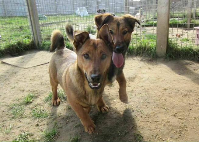 Radosny, uroczy FIGO szuka kochającego domu !! Do adopcji !!