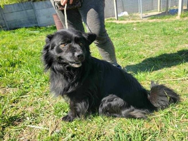 Mały, pozytywny SPAJKI szuka kochającego domu !! Do adopcji !!