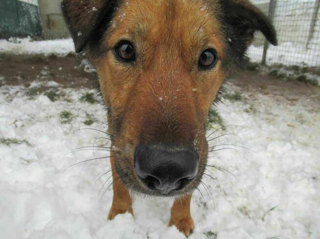 Radosny, uroczy FADO szuka kochającego domu !! Do adopcji !!