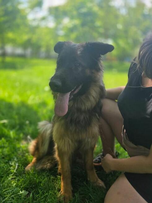 Aida-suczka w typie czeka na dom znający specyfikę rasy