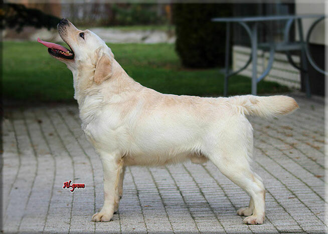 Labrador Retriever żółty dorosły pies FCI/ZKwP