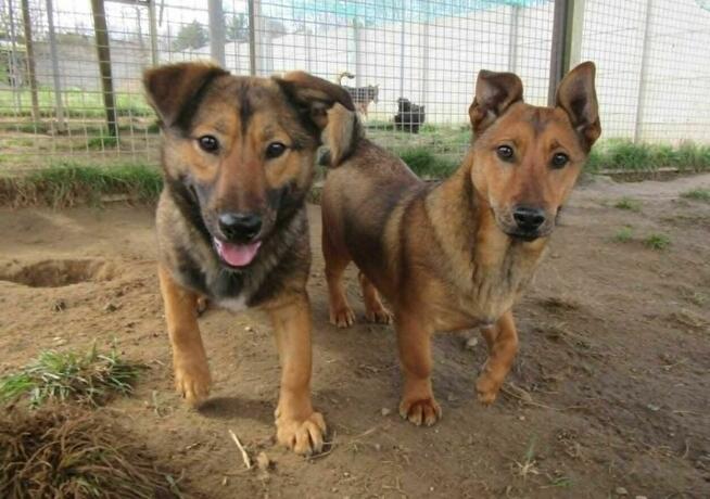 Radosny, uroczy FADO szuka kochającego domu !! Do adopcji !!