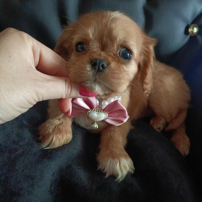 Cudna sunia Cavalier King Charles Spaniel