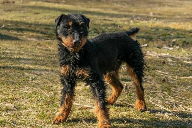 Skrzywdzony FRED w typie teriera szuka domu !! Do adopcji !!