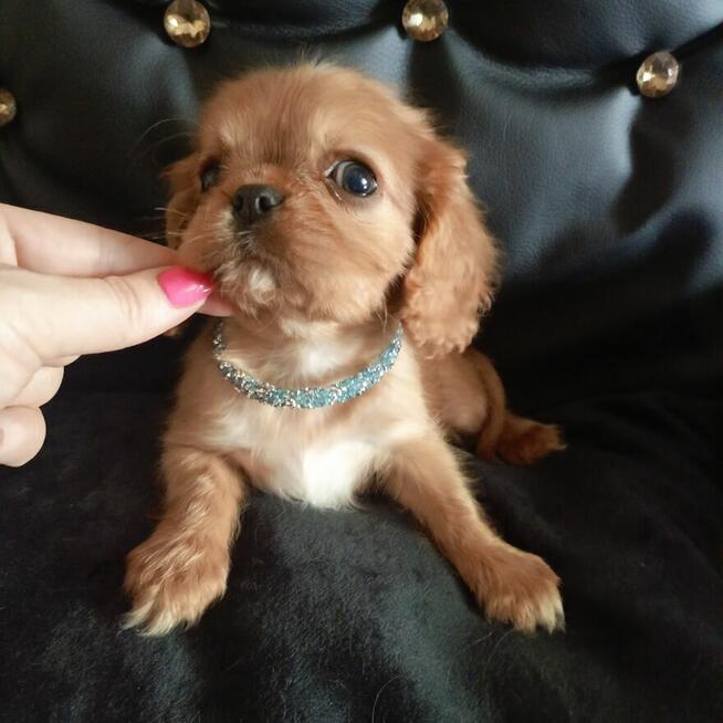 Prześliczny piesek Cavalier King Charles Spaniel