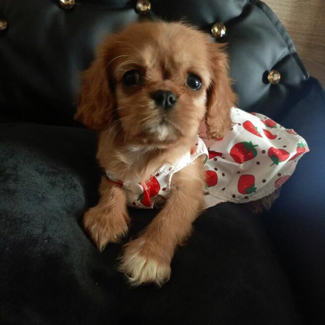 Cudna sunia Cavalier King Charles Spaniel