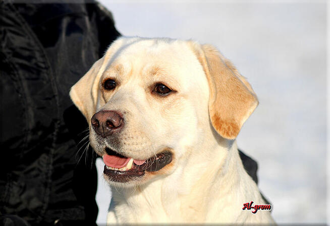 Labrador Retriever dorosła suka ZKwP/FCI