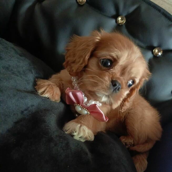 Cudna sunia Cavalier King Charles Spaniel