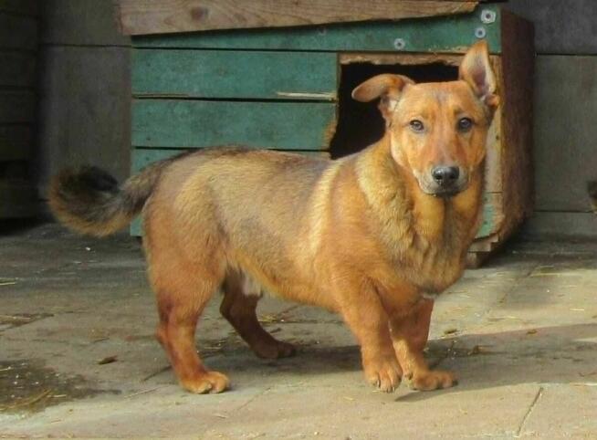 Radosny, uroczy FIGO szuka kochającego domu !! Do adopcji !!