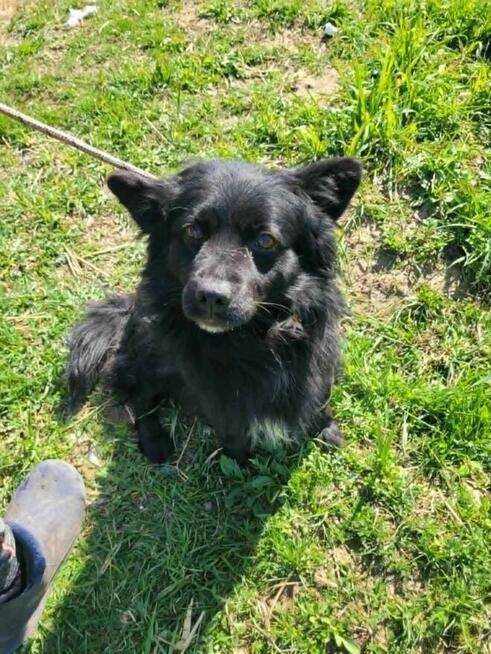 Mały, pozytywny SPAJKI szuka kochającego domu !! Do adopcji !!