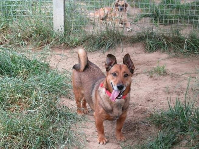 Radosny, uroczy FIGO szuka kochającego domu !! Do adopcji !!