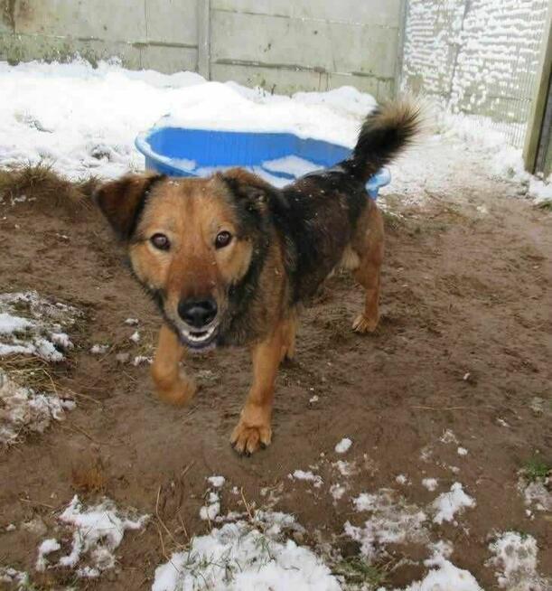 Radosny, uroczy FADO szuka kochającego domu !! Do adopcji !!