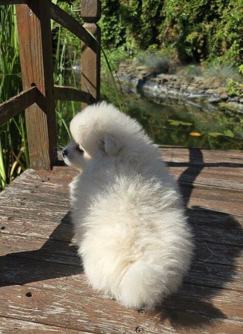 Szpic miniaturowy pomeranian suczka