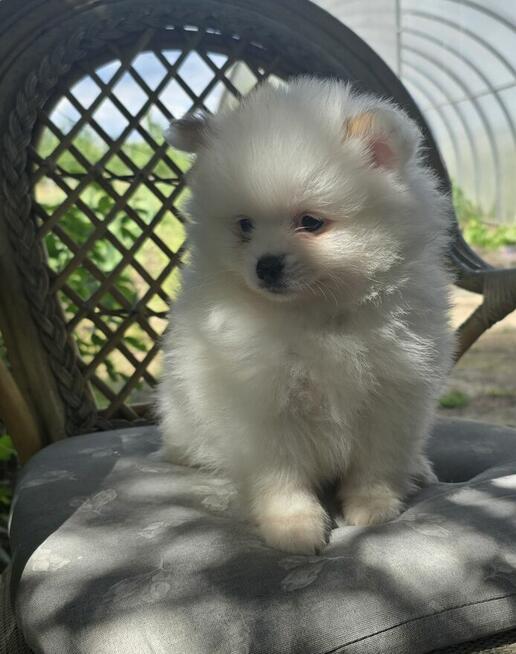 Szpic miniaturowy ,pomeranian ,suczka