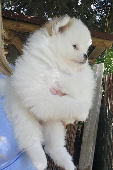 Szpic miniaturowy ,pomeranian ,suczka