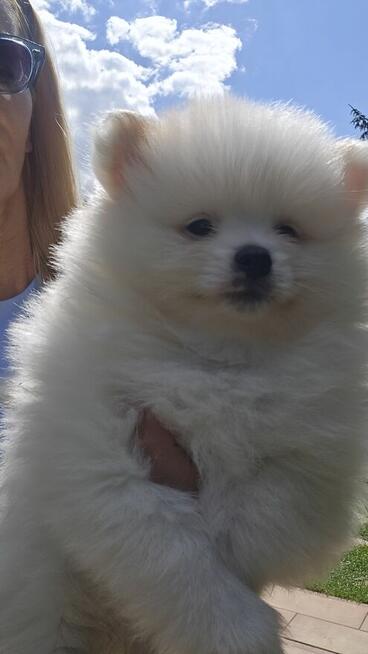 Szpic miniaturowy ,pomeranian ,suczka