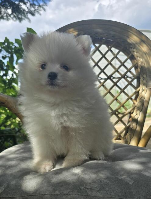 Szpic miniaturowy ,pomeranian ,suczka