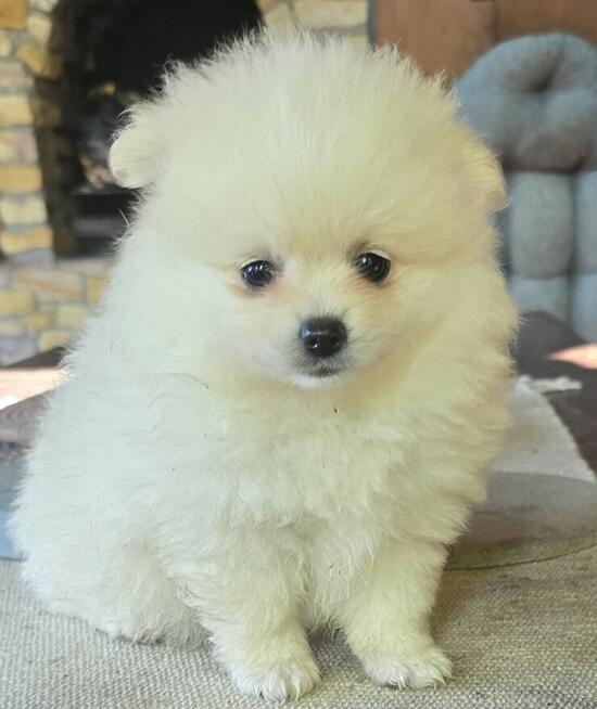 Szpic miniaturowy pomeranian suczka