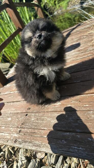 Szpic miniaturowy ,pomeranian piesek blac tan