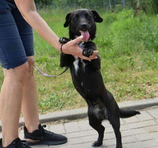 Roczna niskopodwoziowa Inka
